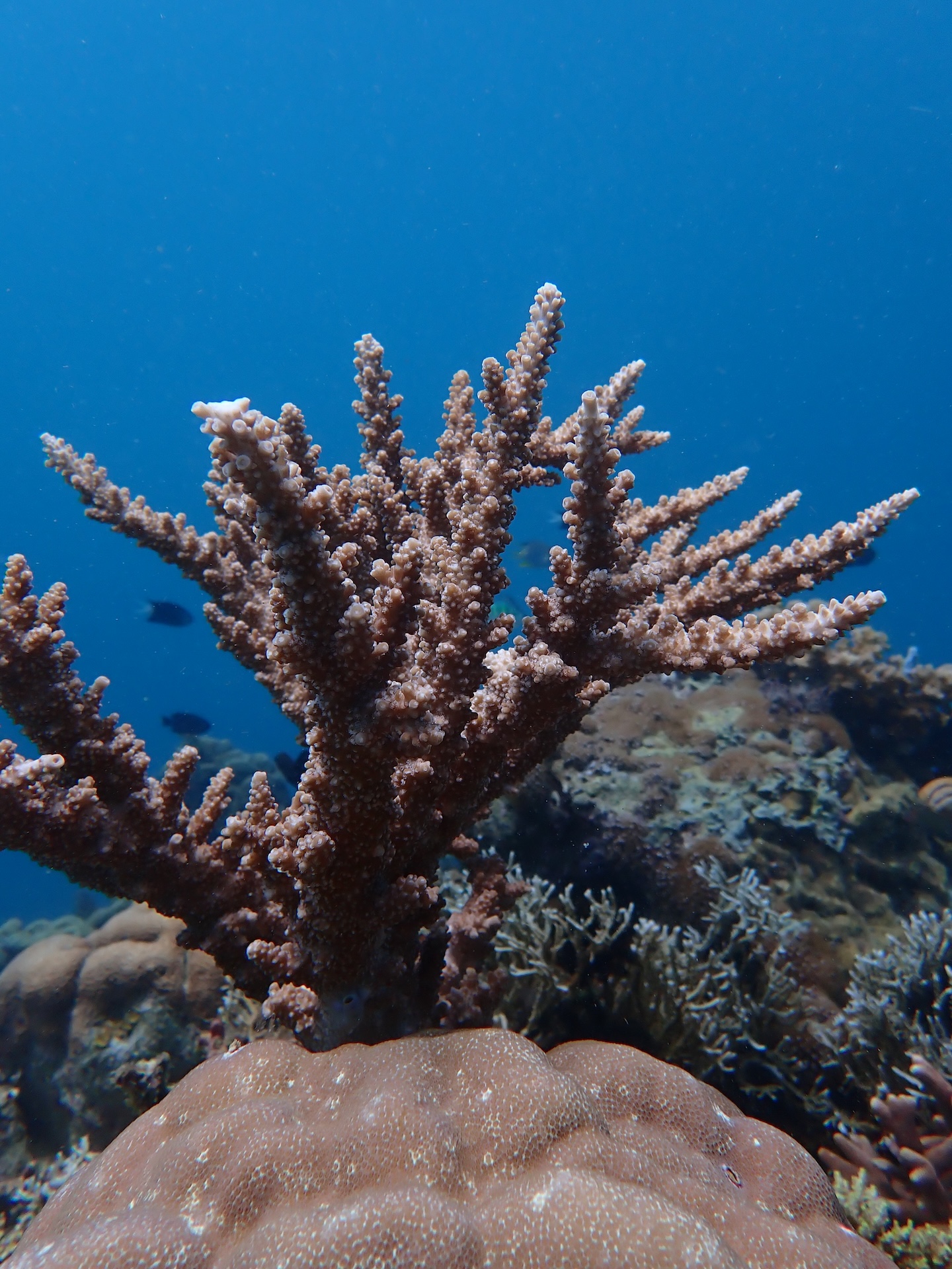 Close-up of healthy coral polyps