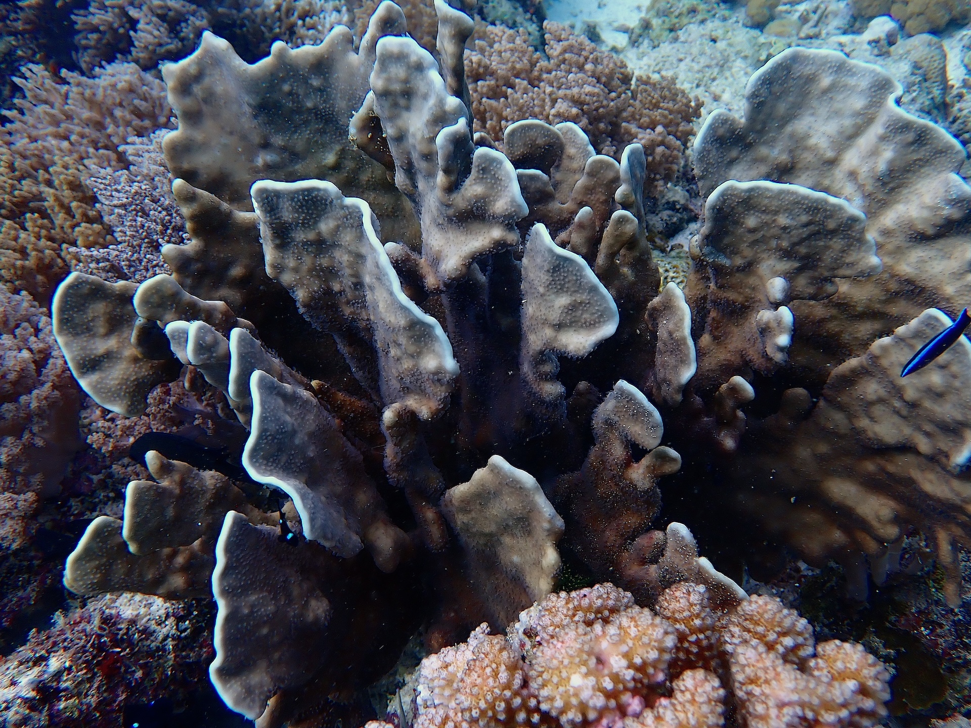 Advanced coral restoration training session