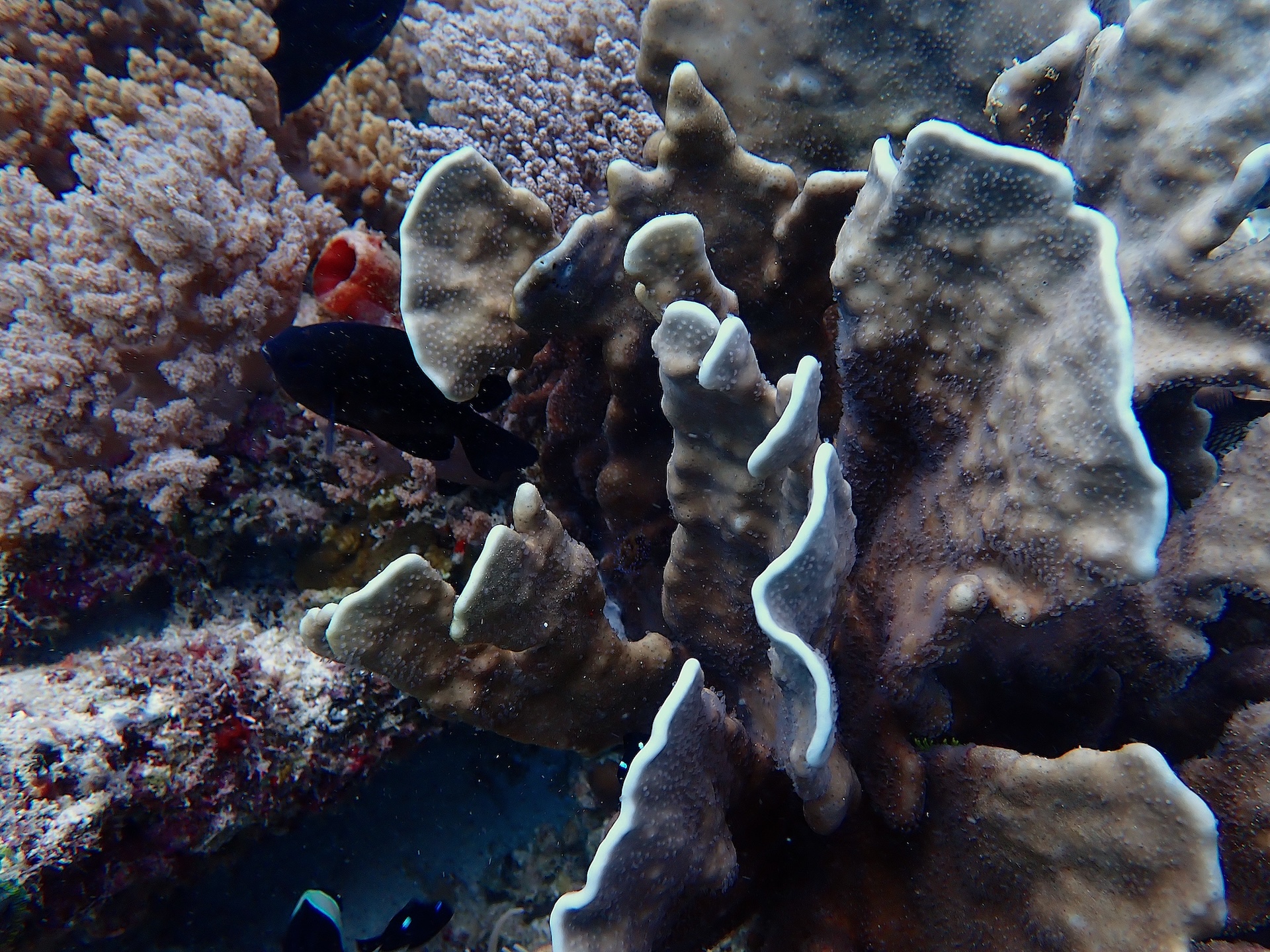 Divers preparing for a Komodo reef dive