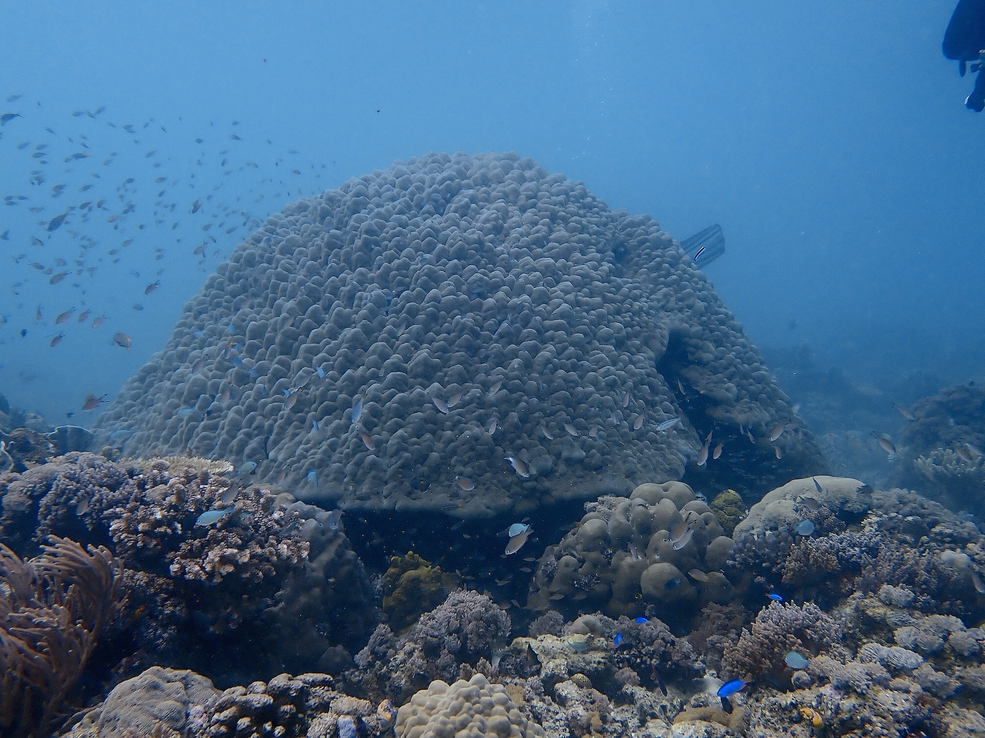 Komodo reef with turquoise waters