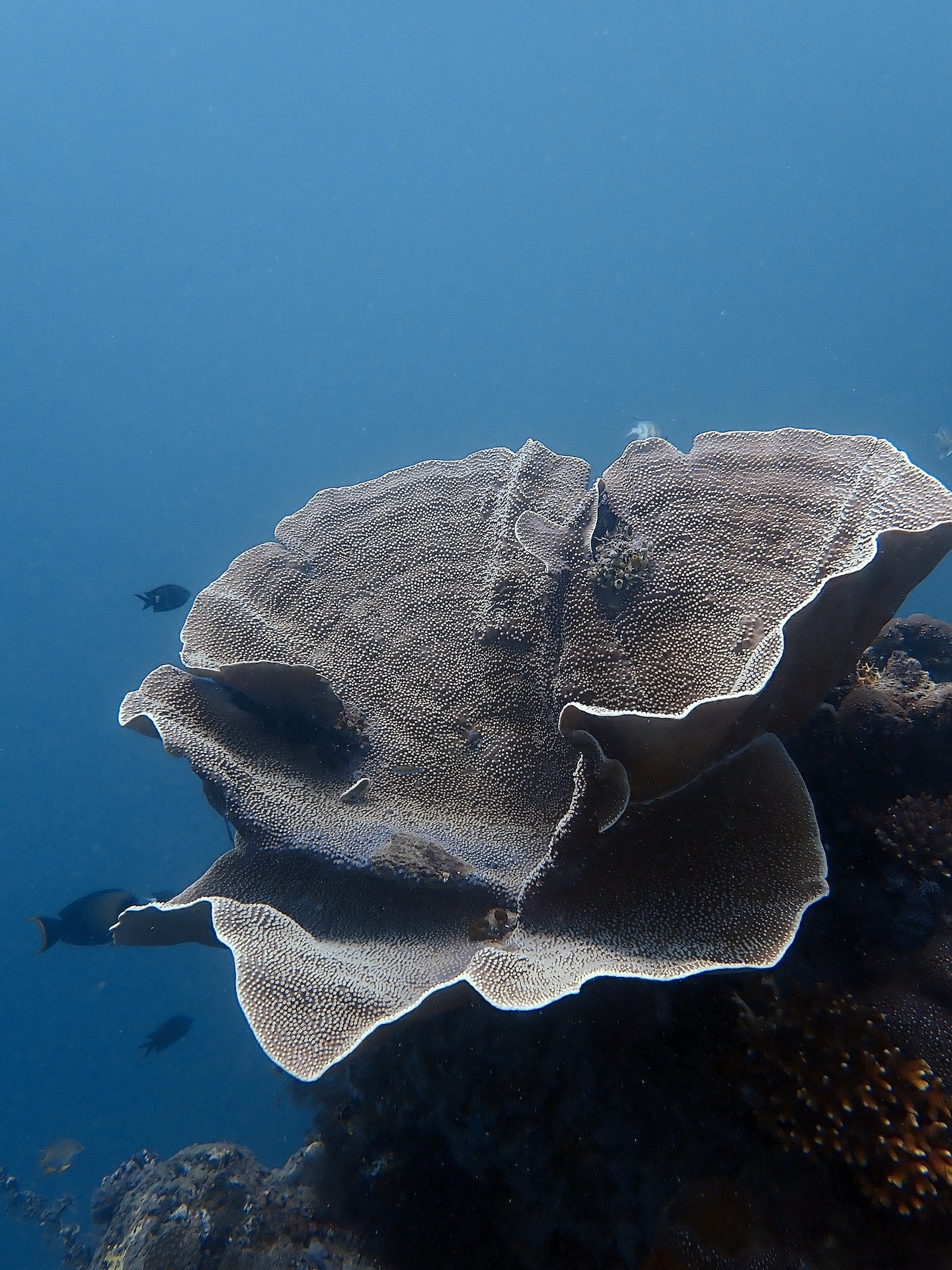 Coral restoration process