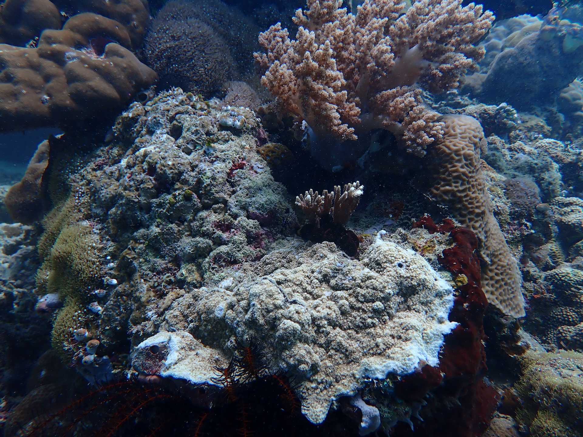 Shallow reef crest with waves