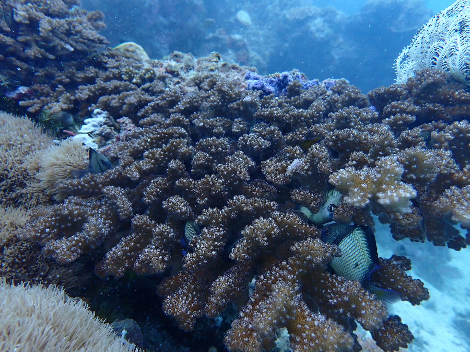 Coral close-up polyps