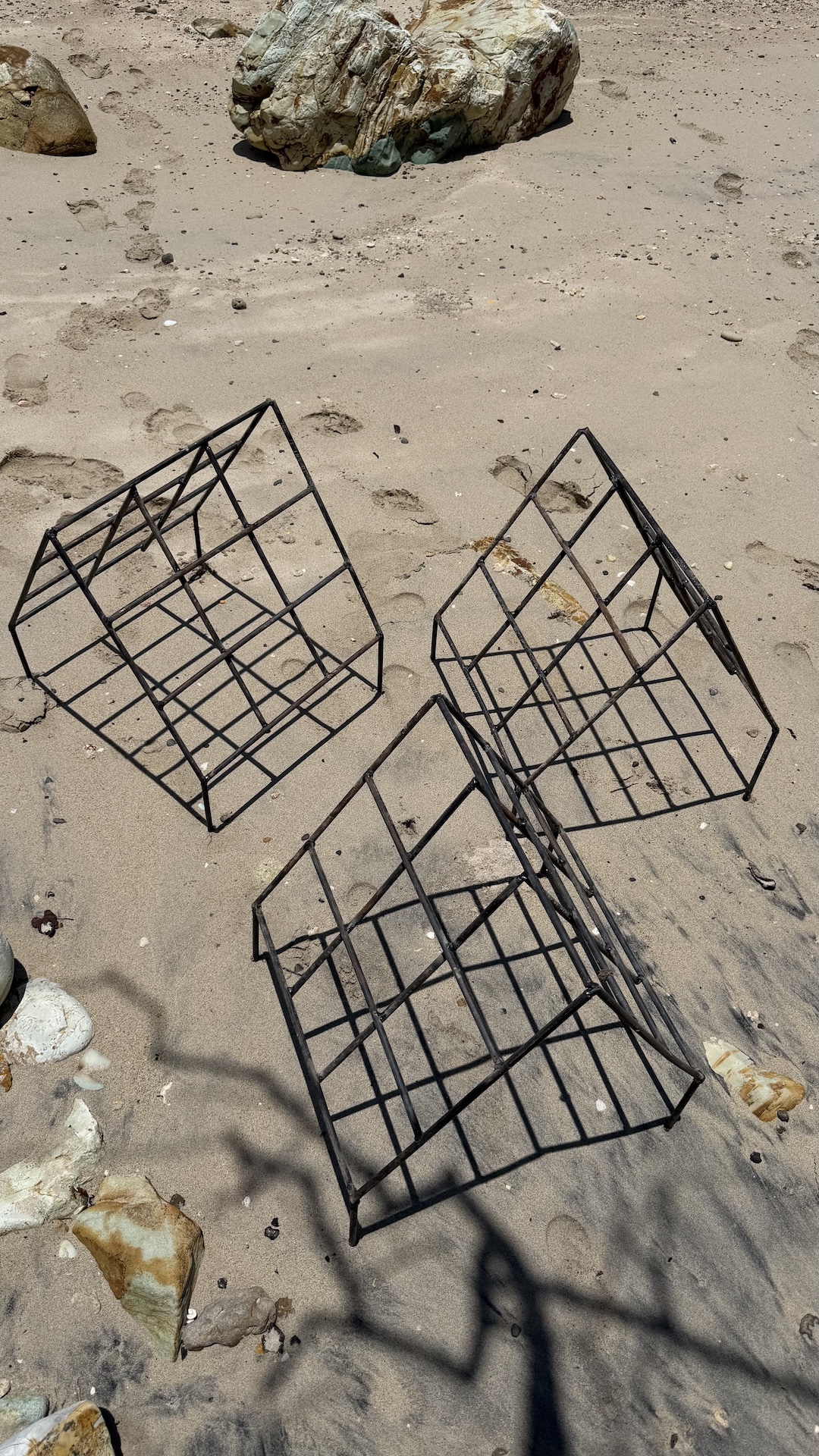 Coral fragments labeled in nursery