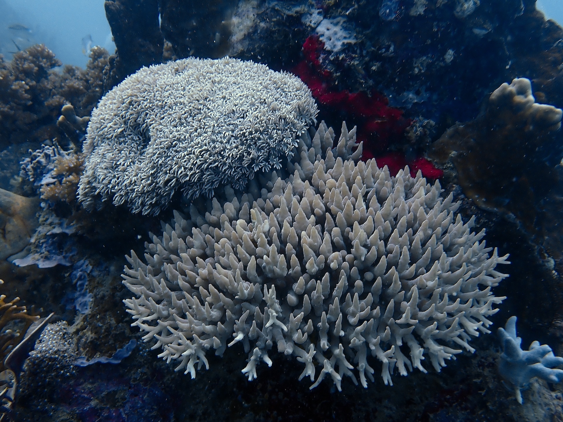 Sunlit coral bommies in Komodo